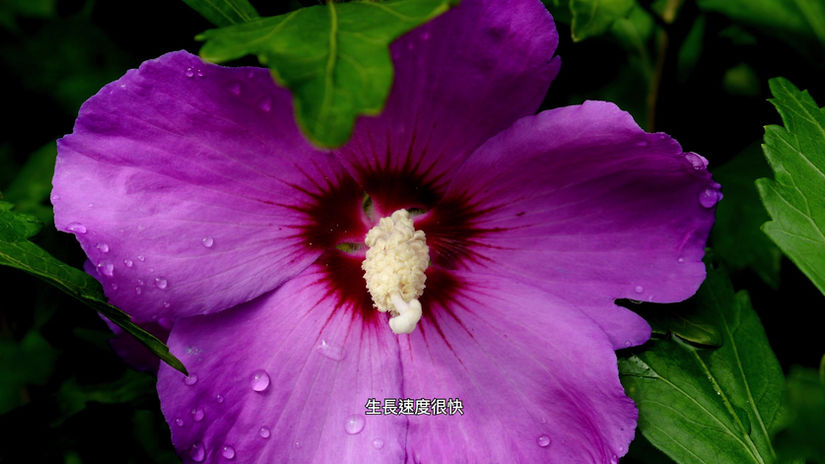 木槿 Hibiscus Syriacus